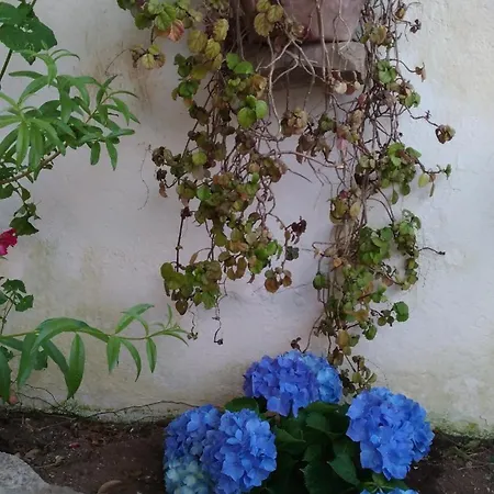 Casa Tangerina טאווירה