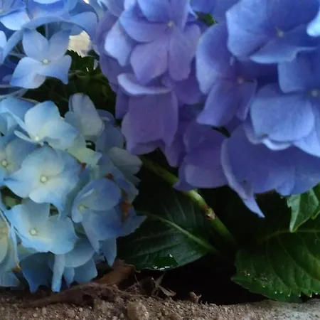 Casa Tangerina Lägenhet *