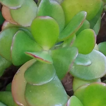 Casa Tangerina Lägenhet